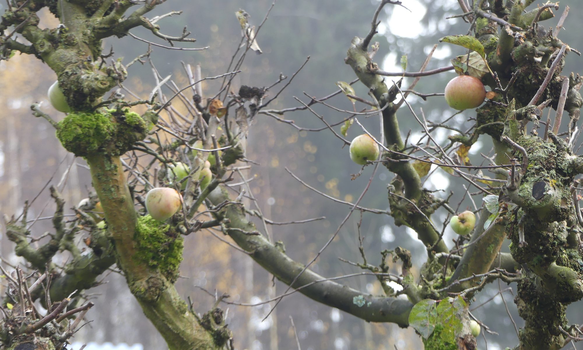 Gartenarbeiten im Dezember