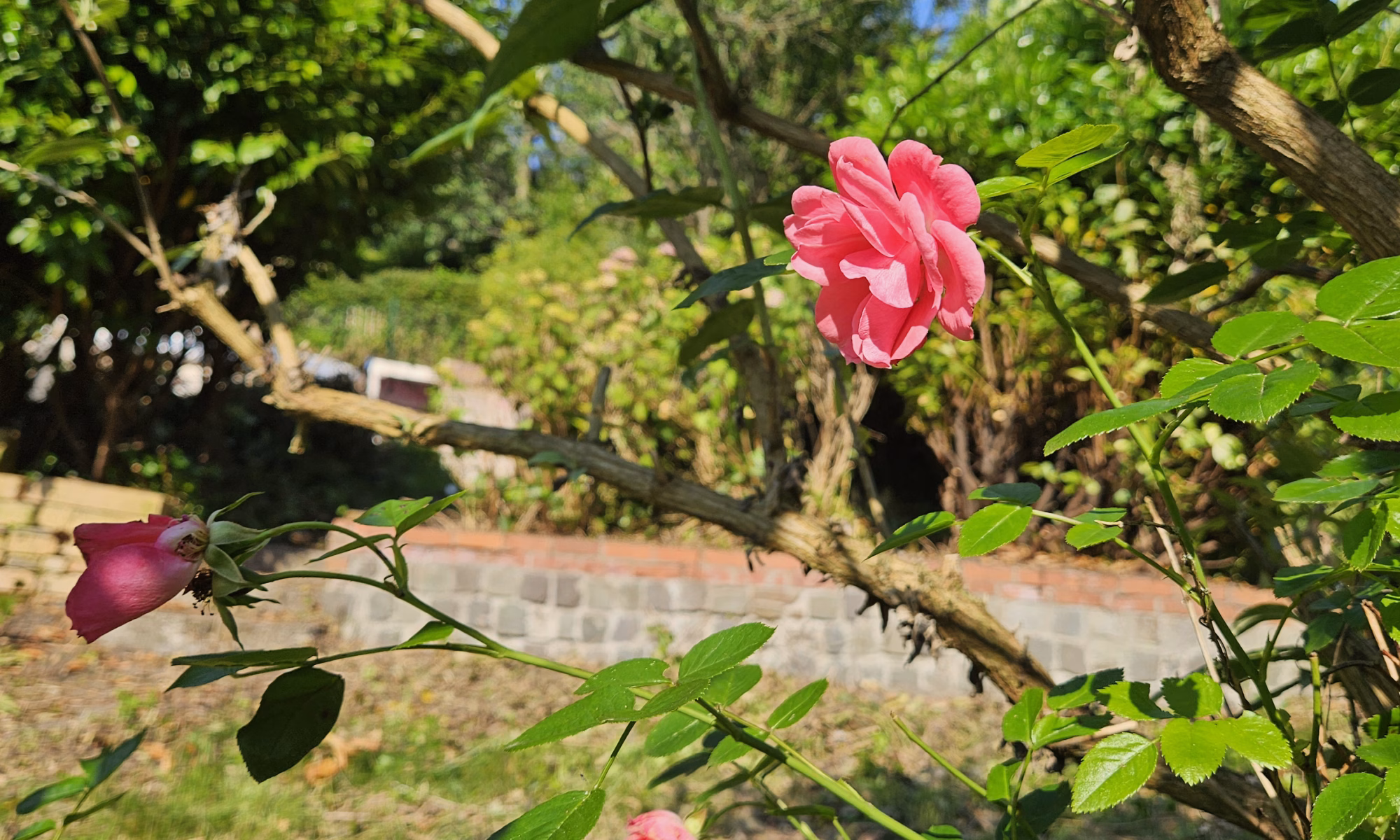 Bei uns ist ein Garten frei