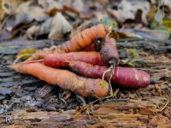 Kompostiertes Wurzelgemüse