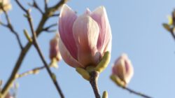 Magnolienblüte