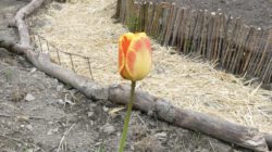 Beeteinfassungen, einzelne Tulpe