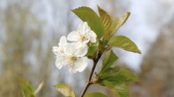 Weiße Kirschblüten