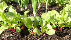 Rasieschen und Lauchzwiebeln