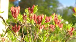 Rot blühender Strauch