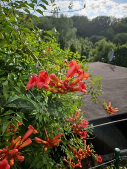 Jasmintrompete, Laubendach, Weitblick