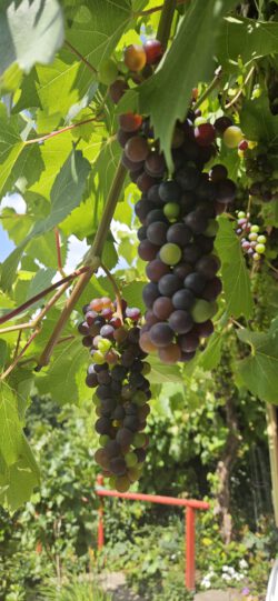 Rebe mit dunklen Weintrauben