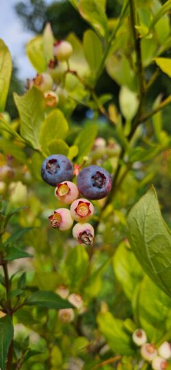 Heidelbeeren am Strauch