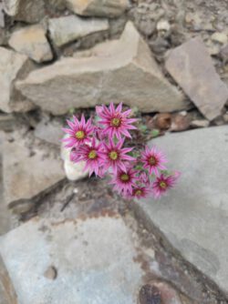 Blühender Hauswurz im Steingarten