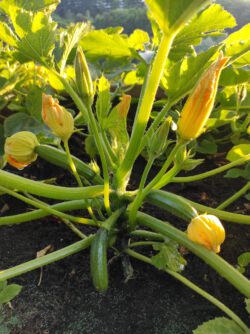Zucchinipflanze mit Blüten