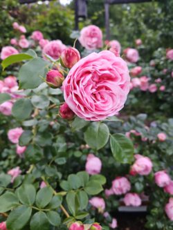 Gefüllte rosa Rosen