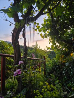 Weinstock und Klematis mit Talsicht