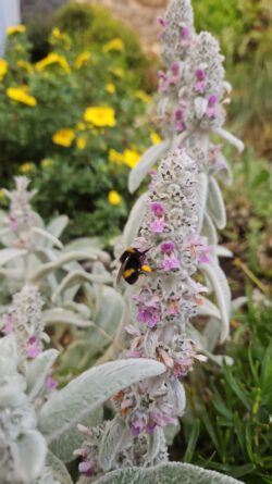 Wollziest mit Hummel