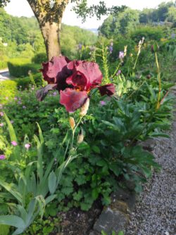 Dunkelrote Schwertilienblüte am Stichweg
